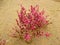 Pink saltwort flower in desert , Salsola