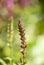 Pink Salvia Buds In Garden