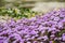 Pink Sand Verbena Abronia umbellata wildflowers blooming on the coast of the Pacific Ocean, Santa Cruz, California