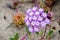 Pink Sand Verbena Abronia umbellata wildflowers blooming on the coast of the Pacific Ocean, Santa Cruz, California