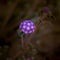 Pink Sand Verbena in the desert