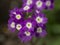 Pink sand verbena in the garden