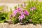 Pink saponaria flowers in rocky soil in the sun