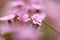 pink Saponaria ocymoides in sunny spring day