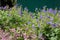 Pink saponaria and purple cranesbill flowers in the garden