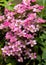 Pink Saxifraga Welsh rose flowers growing in a rockery, alpine garden