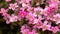Pink Saxifraga Welsh rose flowers growing in a rockery, alpine garden