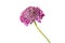 Pink Scabiosa flower on white