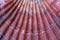 Pink Scallop shell texture, Australian nature in detail