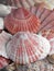Pink Scallop Shells