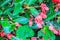 Pink scarlet begonia (Begonia coccinea) flower bush with green g