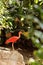 Pink Scarlet ibis Eudocimus ruber