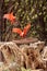 Pink scarlet ibis Eudocimus ruber