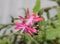 Pink Schlumbergera truncata flower, Christmas and Thanksgiving cactus