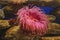 Pink sea anemone