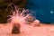 Pink sea anemone glowing bright, beautiful and colorful animal of the tropical ocean