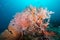 Pink Sea Fan coral at Tachai Pinnacle, Thailand