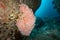 Pink Sea Fan coral, Underwater world landscape in Thailand