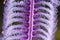 Pink sea pen underwater close up macro detail