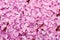 Pink sea salt background. SPA oncept. Close up