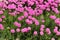 Pink Sea Thrift, Armeria maritima, flowers