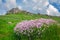 Pink sea thrift flowers and Saint Nicholas Chapel