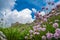 Pink sea thrift flowers and Saint Nicholas Chapel