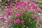 Pink Sea Thrift Plant in Bloom Closeup