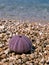 Pink sea urchin