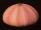Pink Sea Urchin Shell