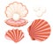 Pink seashell with pearl. Vector illustration isolated on white background.
