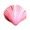 Pink seashells. Vector illustration. Under the sea. Underwater purple life. pink urchin. Mollusc. - Vector