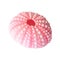 Pink seashells. Vector illustration. Under the sea. Underwater purple life. pink urchin. Mollusc. - Vector