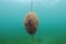 Pink seaweed growing on mooring rope