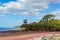 pink seaweed on Waipu beach, New Zealand