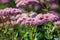 Pink Sedum bunch