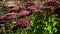 Pink Sedum flowers bloom in ornamental garden with butterfly pollination