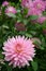 Pink semi-cactus Dahlia blossom close-up