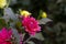 Pink Semi cactus dahlia flower