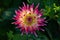 Pink semi cactus dahlia flower, Tahiti sunruse