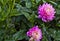 Pink Semi cactus dahlia flowers