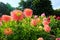 Pink semi cactus dahlias in a garden