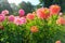 Pink semi cactus dahlias in a garden