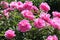 Pink semi-double flowers of Paeonia lactiflora cultivar Auguste Dessert. Flowering peony plant in garden