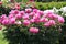 Pink semi-double flowers of Paeonia lactiflora cultivar Auguste Dessert. Flowering peony plant in garden