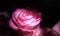 Pink Shadowed rose