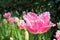 Pink shaggy tulip