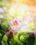 Pink shamrock flower over blurred garden background