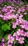 Pink Shamrock Flowers in bloom