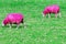 Pink Sheep